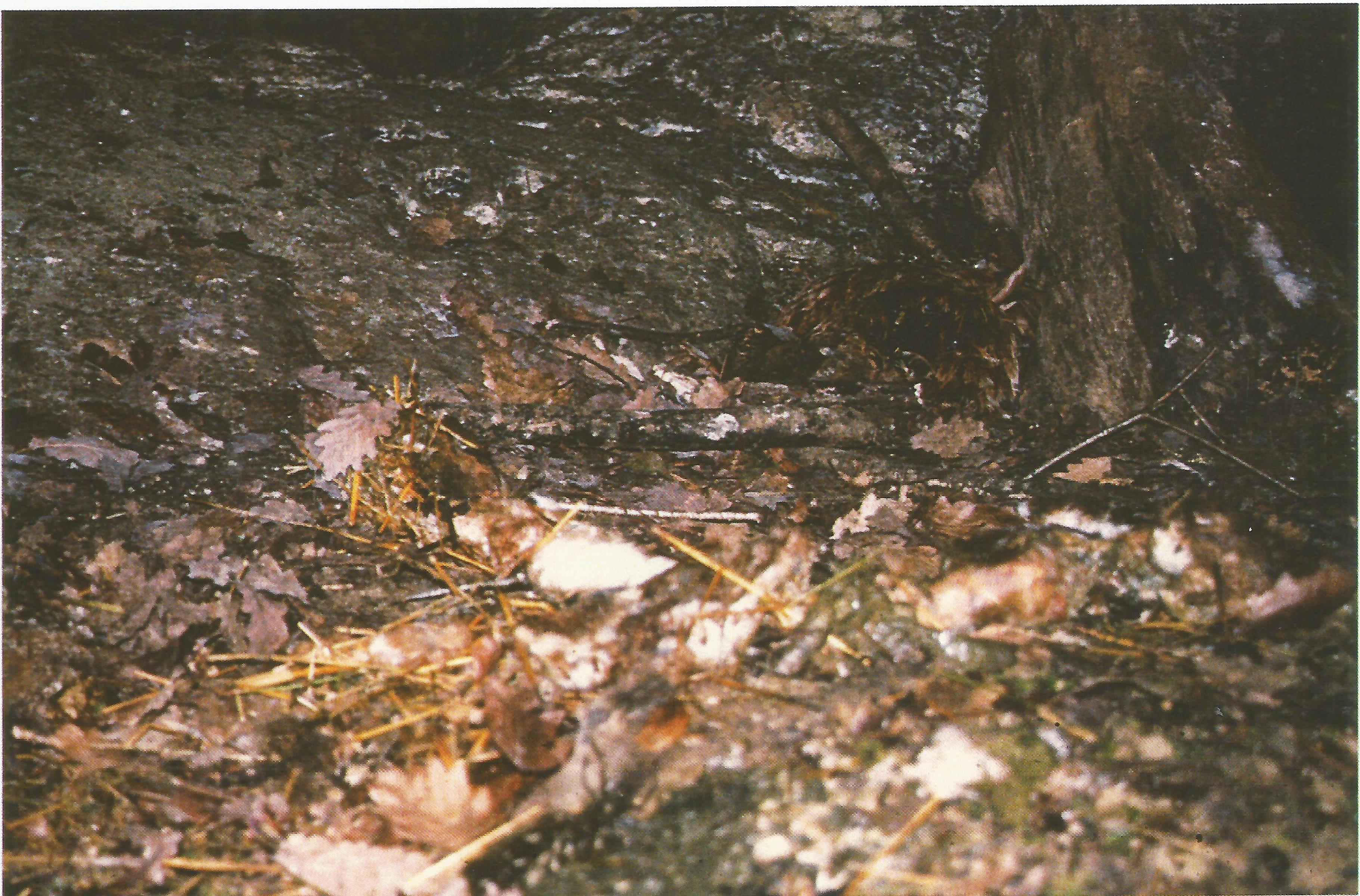 Grotte de Broustès